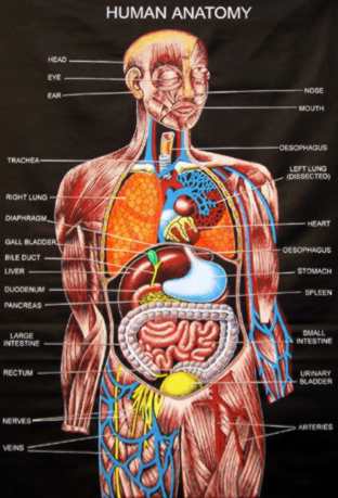 anatomy pic