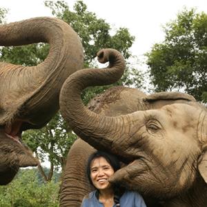 Endangered Elephants born in captivity, here at a Nature Preserve in Thailand, fully recover after remote Scalar Wave treatments.